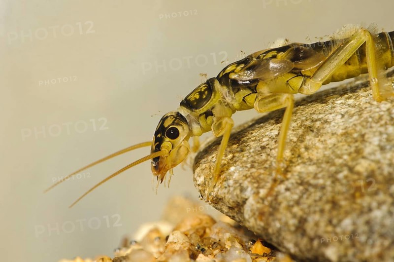 Large stonefly
