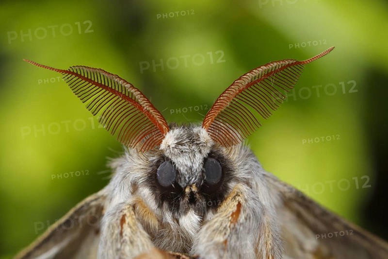 Lobster moth