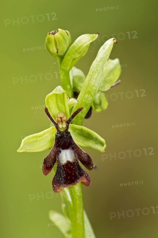 Fly orchid