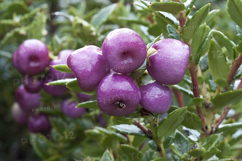 Spiny heather