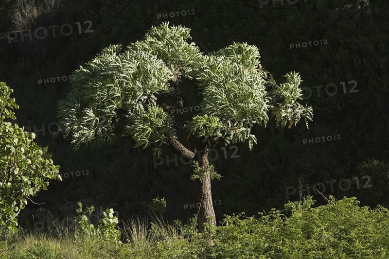 Habitus of the mountain cabbage tree