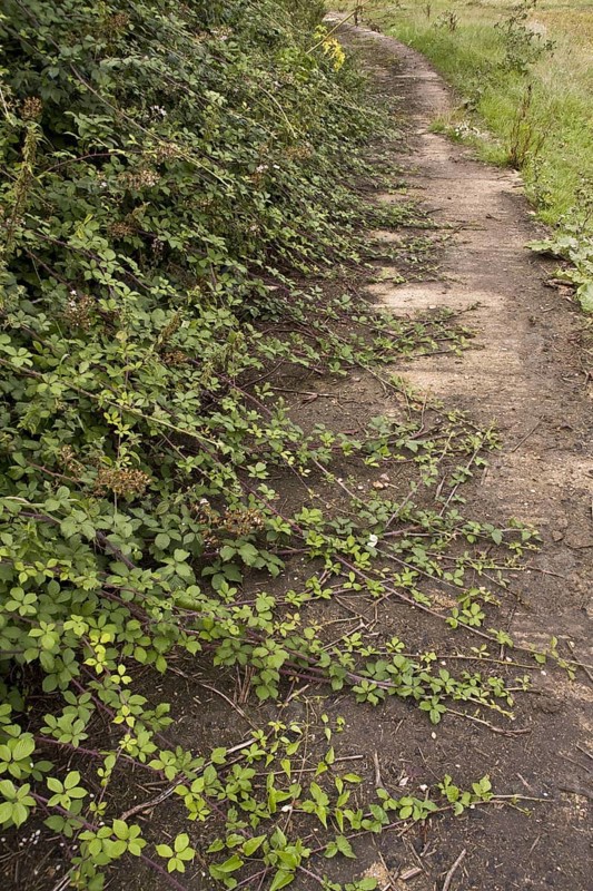 Blackberry runners grow over the footpath