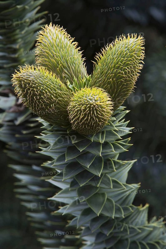 Monkey Puzzle