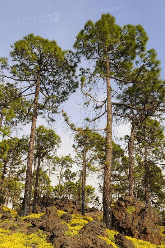 Canary island pine