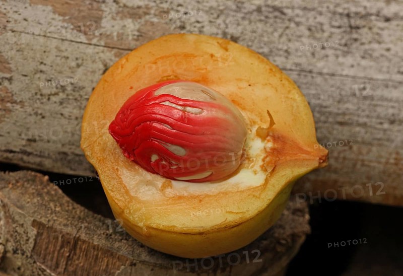 Nutmeg tree