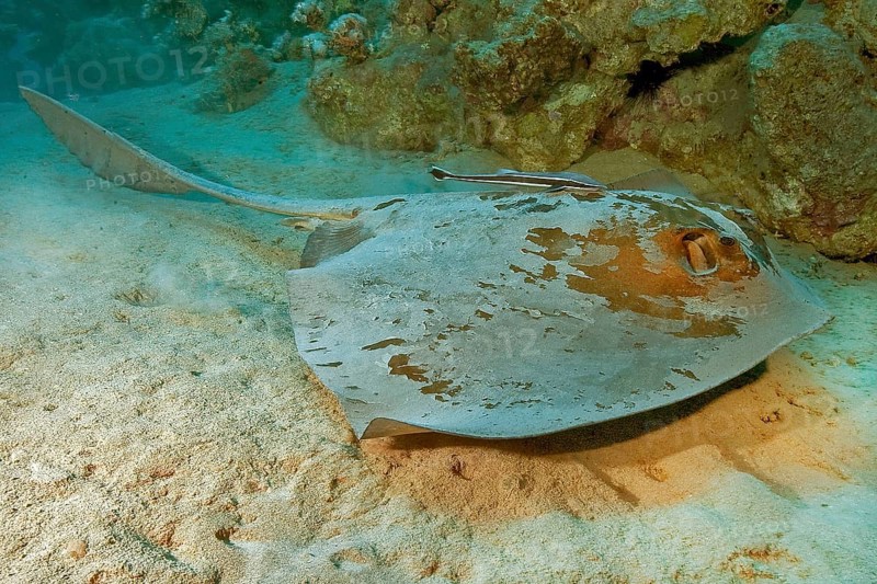 Cowtail stingray
