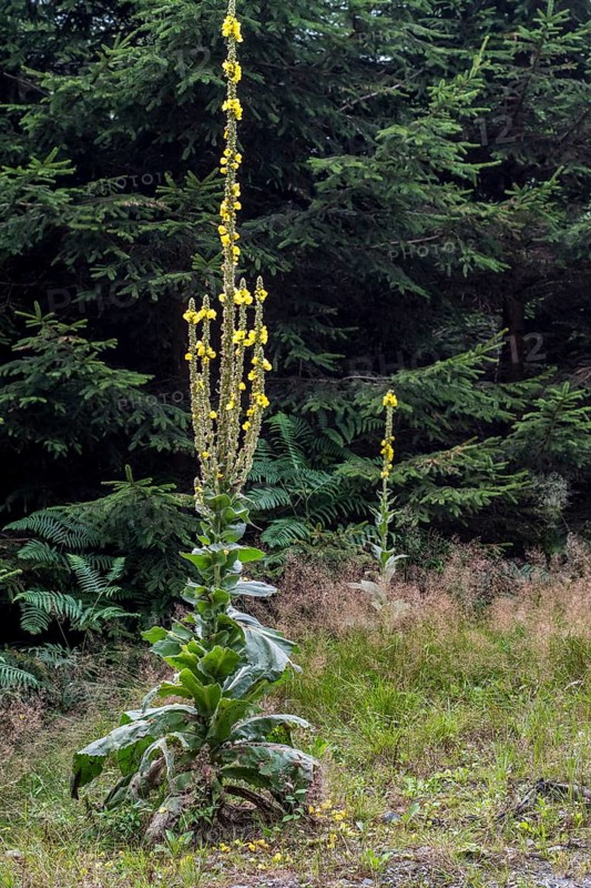 Great mullein