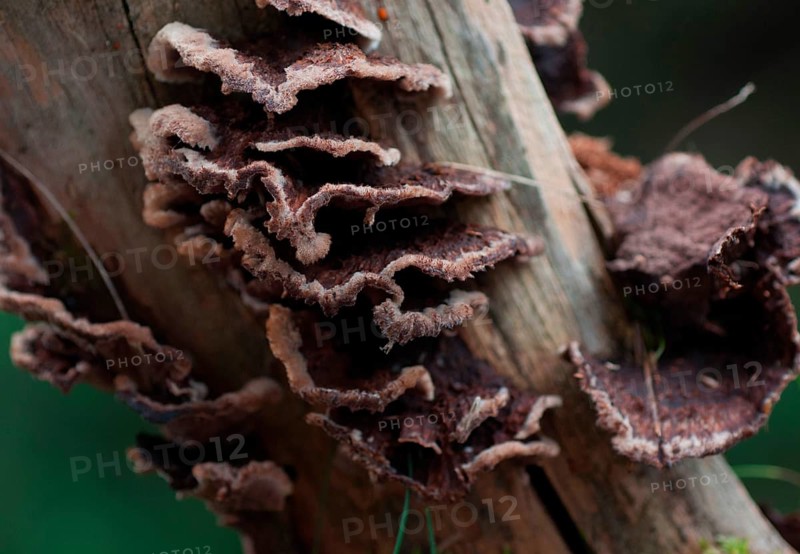 Earth Wart Fungus