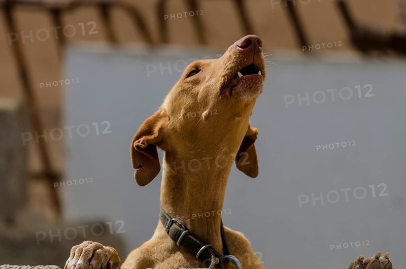 Podenco Canario