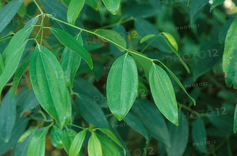 Ceylon Cinnamon Tree