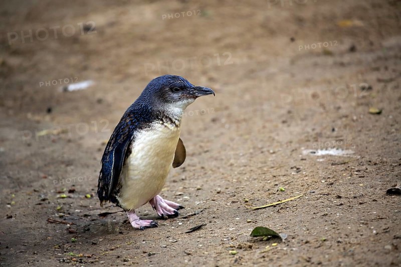 Little penguin