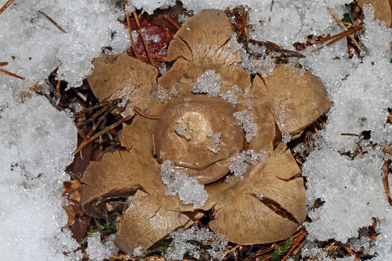 Ruffed Earth Star