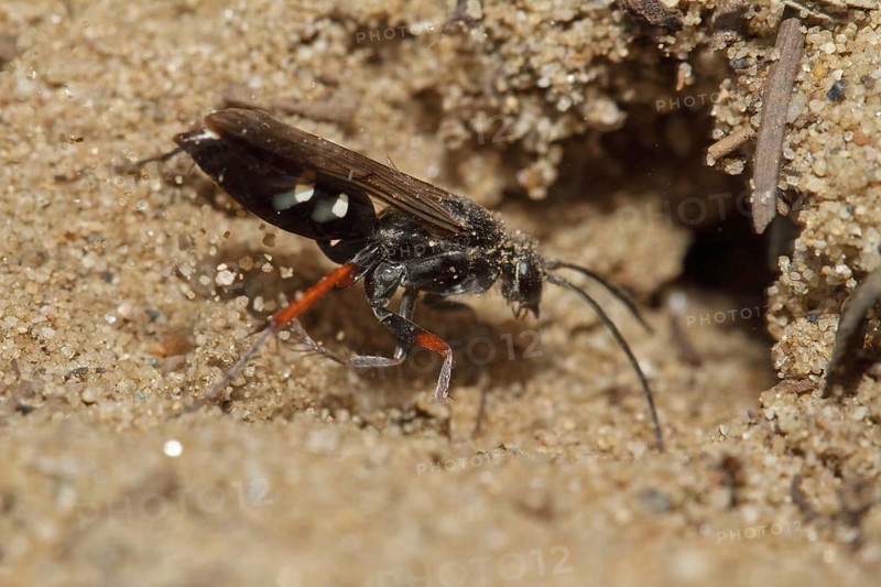 Red-legged spider wasp