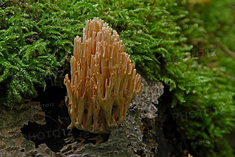 Stiff coral