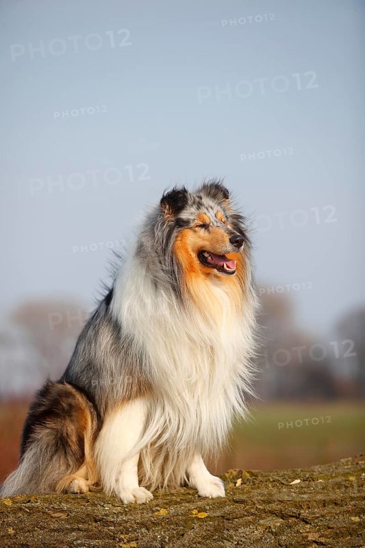 Scottish shepherd dog