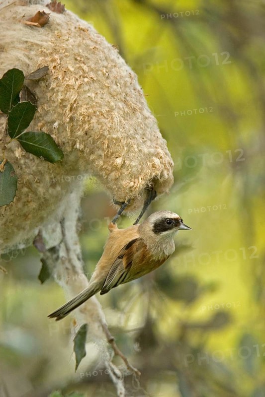 Penduline Tit