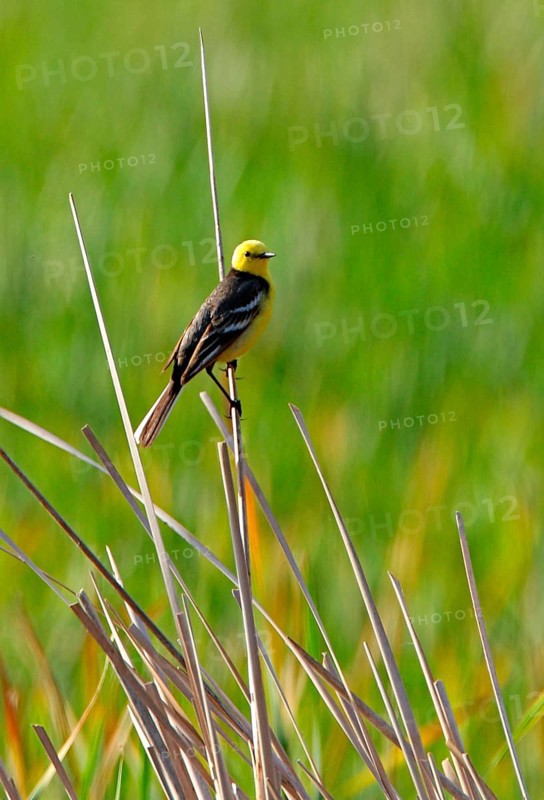 Citrine Wagtail