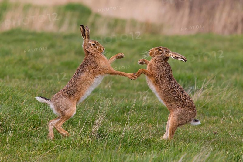 European Hare
