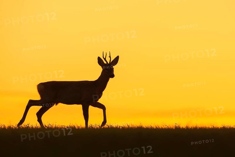 Western european roe deer