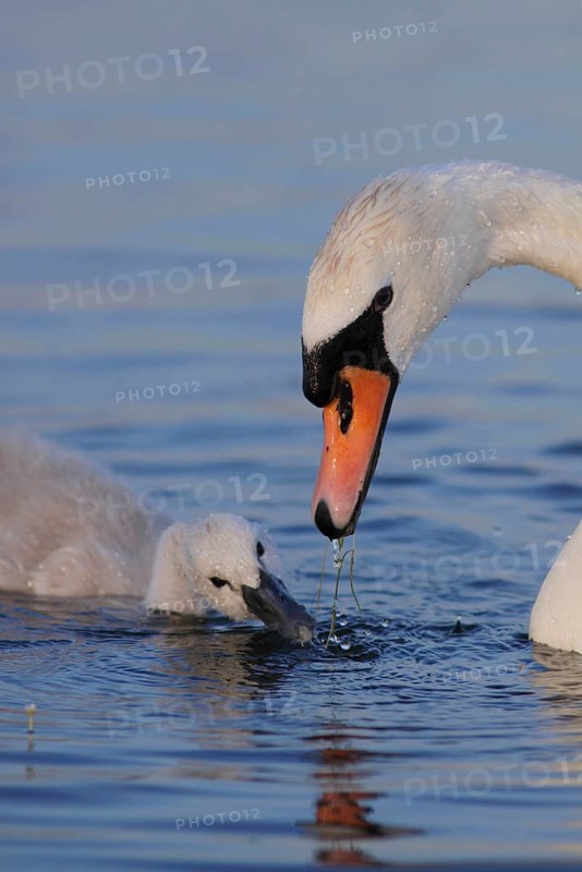 Mute Swan
