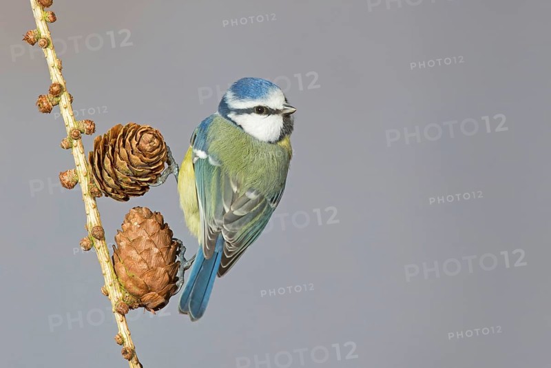 Blue Tit