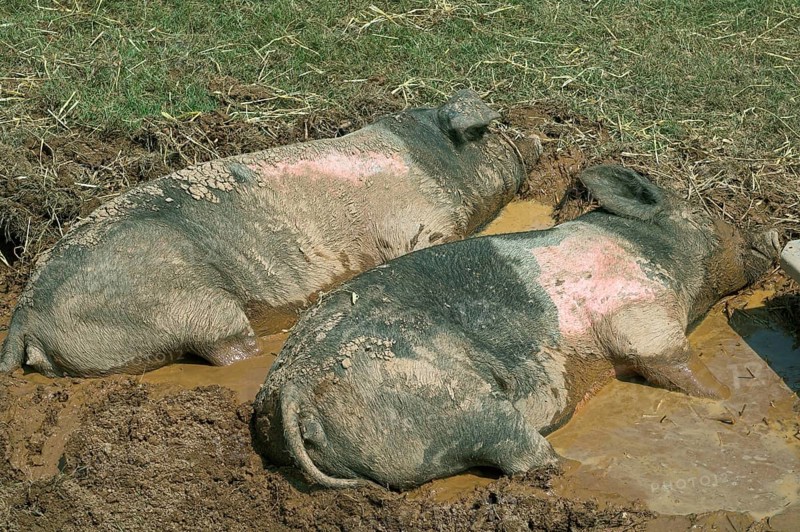 Domestic pig