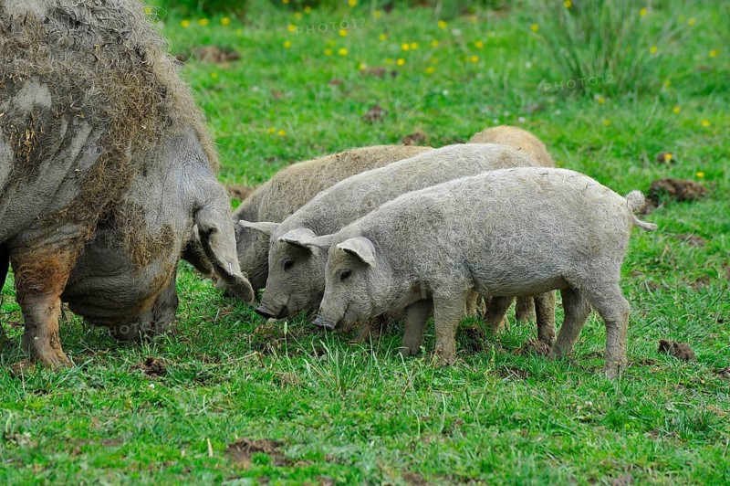 Domestic pig