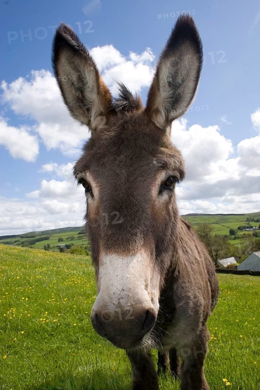 Donkey