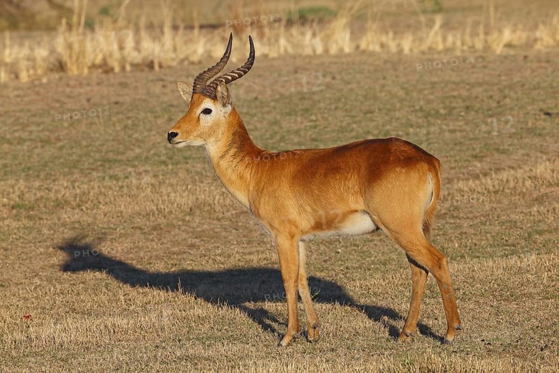 Puku