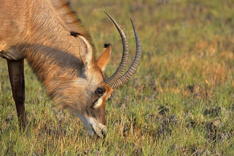 Roan Antelope