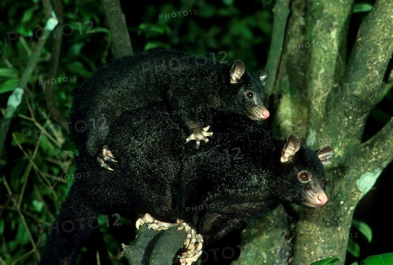 Short-eared possum