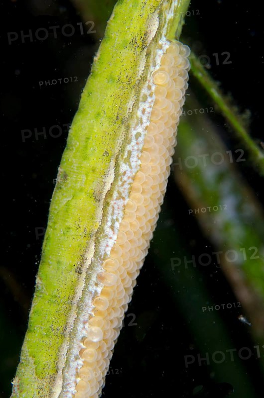 Triangular pipefish