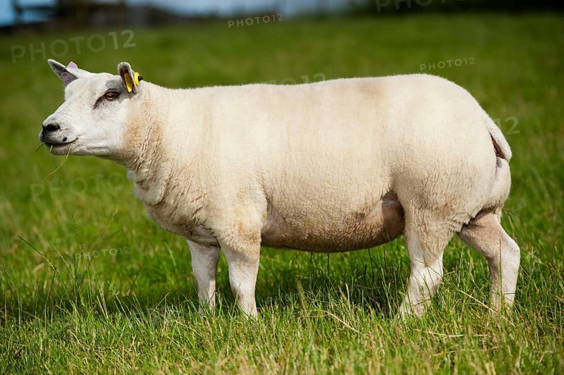 Domestic Sheep