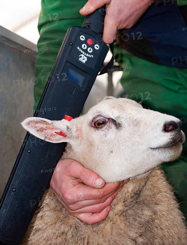 Sheep farming