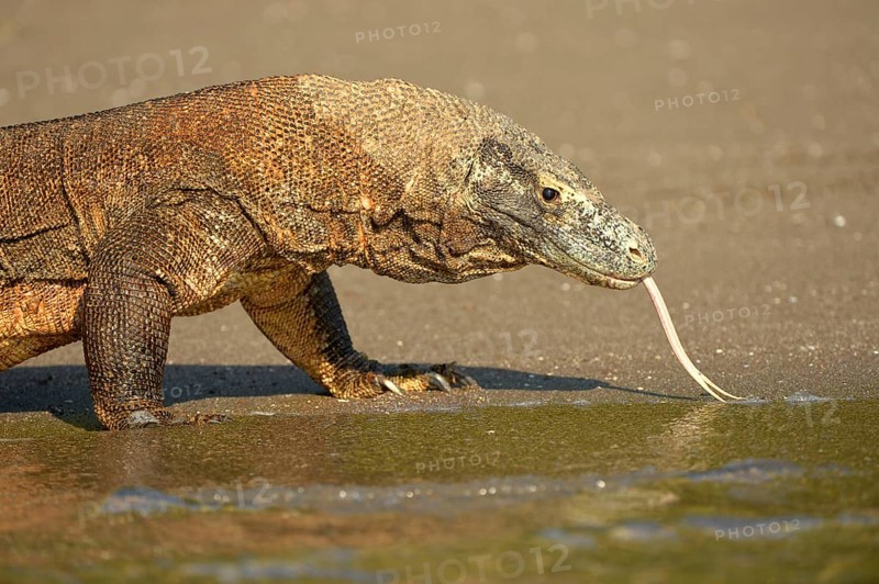 Komodo Dragon