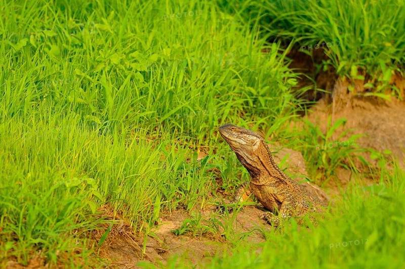 Rock Monitor