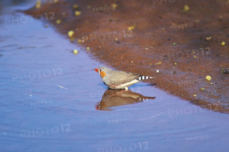 Zebra Finch