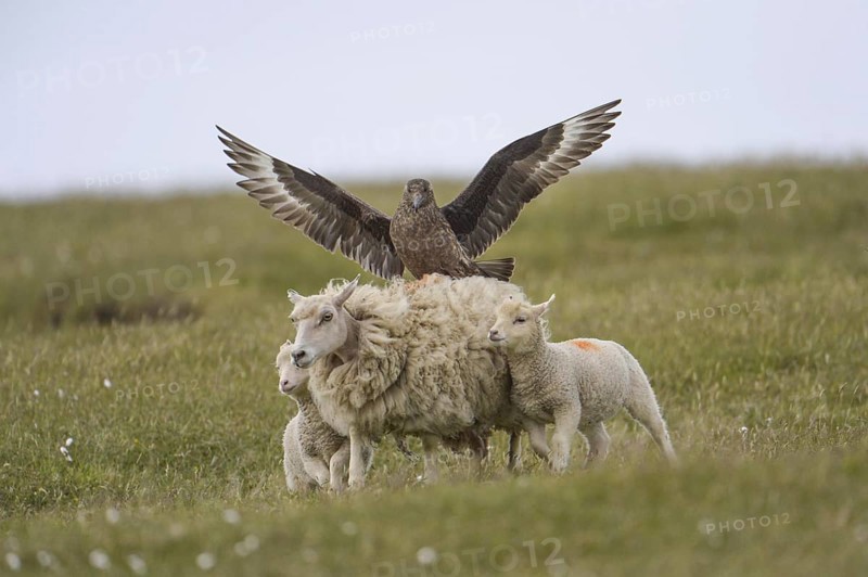 Great skua