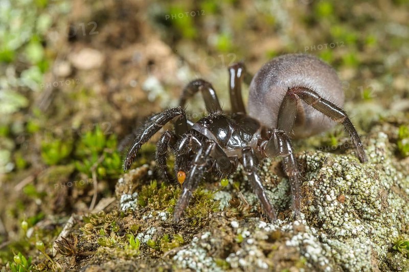 Moggridge's Trapdoor Spider