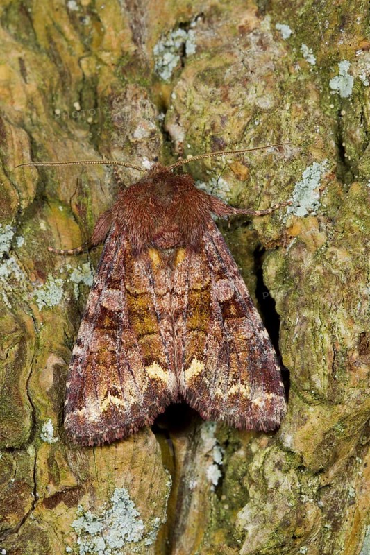 Broom Moth