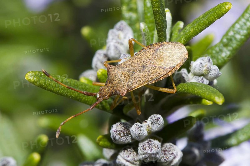Box bug