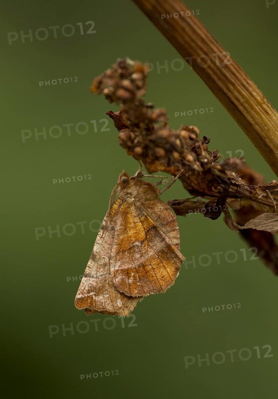Early Thorn Moth
