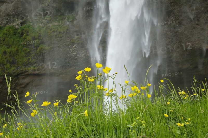 Flowering tall buttercup