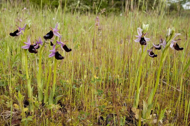 Flowering bertoloni's bee orchid