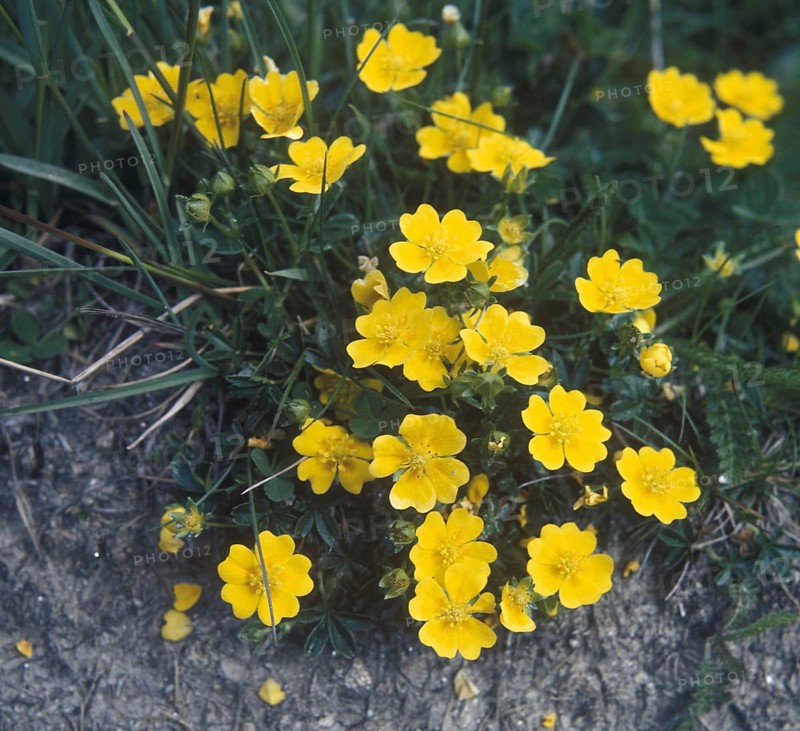 Golden cinquefoil