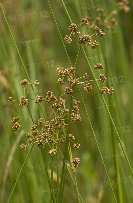 Blunt-flowered rush