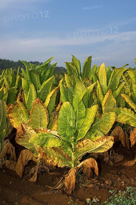 Cultivated tobacco