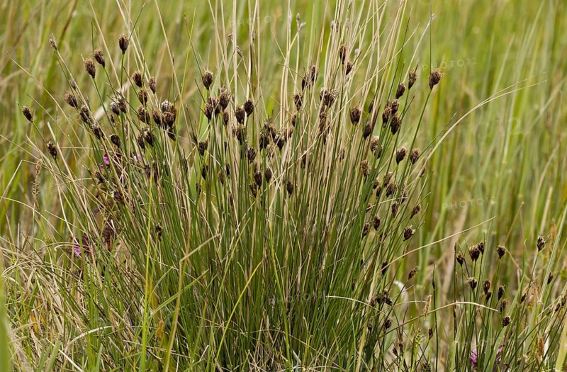 Black Bog-rush
