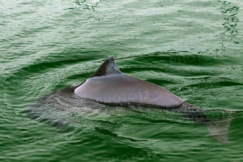 Harbour porpoise