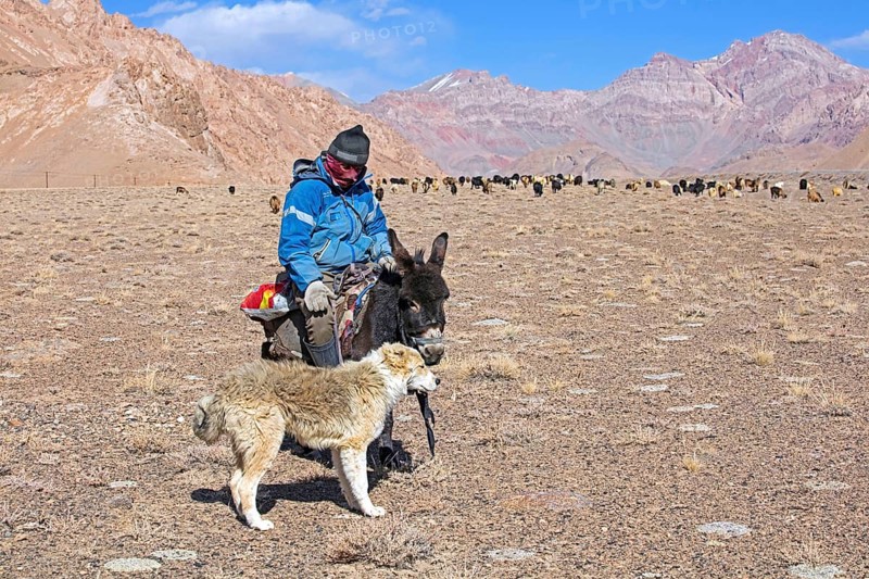Tajik goatherd on donkey and Central Asian shepherd dog herding domestic goats in the Pamir Mountains